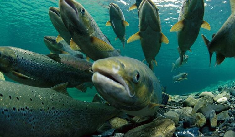 Limits Set on Oregon Harvest of End of Commercial Season for Chinook, Coho Salmon