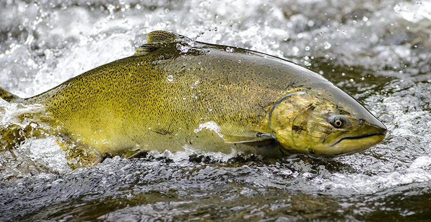Feds Fund Salmon Restoration in Upper Columbia River Basins