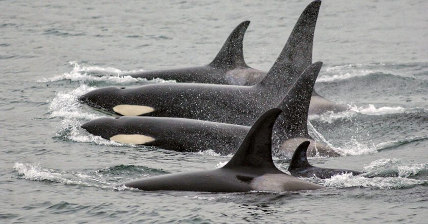 NOAA Report on Killer Whale Bycatch Prompts Call for Immediate Action