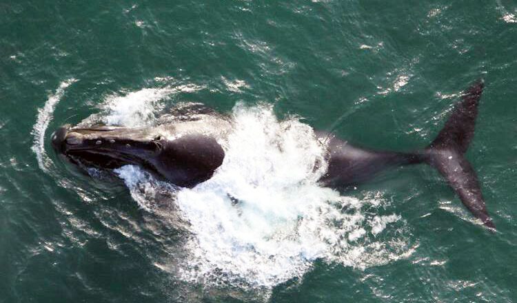 NOAA Fisheries: Revision of Endangered North Pacific Right Whale Critical Habitat Warranted