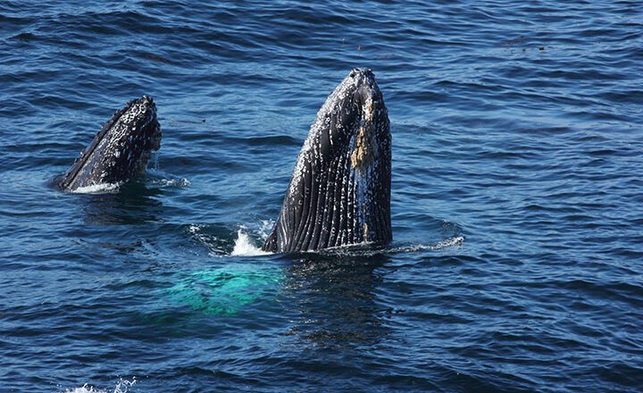 Humpback Whale Sightings Delay Calif. Dungeness Crab Season