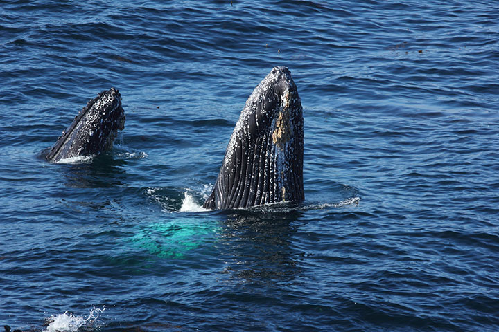 Humpback Whale Sightings Delay Calif. Dungeness Crab Season