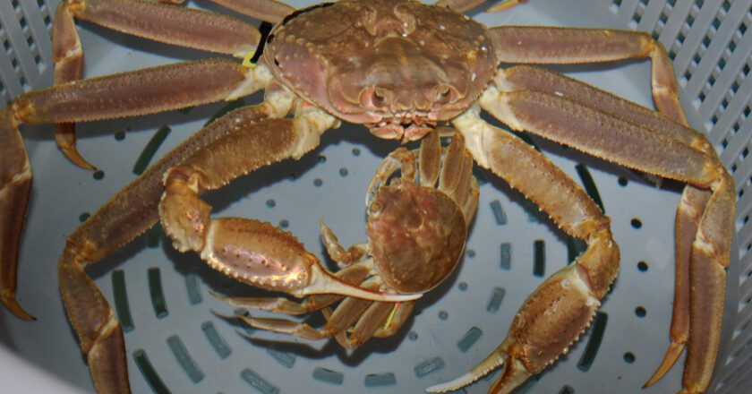 NOAA Study: Snow Crab Likely Well Adapted to Projected Ocean pH Levels