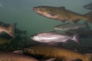 Chinook salmon, Coho salmon and steelhead returning to the Elwha River. Photo by John McMillan via NOAA.