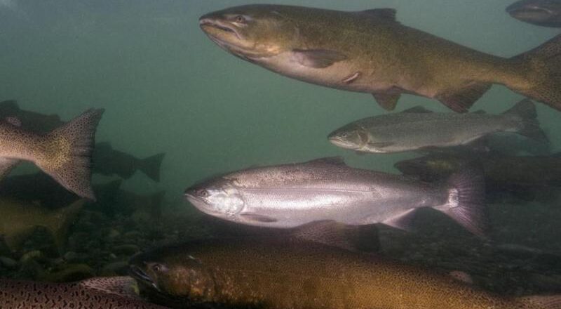 Arctic Climate Report Shares Data on Salmon Troubles in Western Alaska