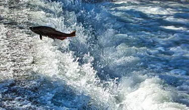 Up to $106M Available Via Pacific Coastal Salmon Recovery Fund