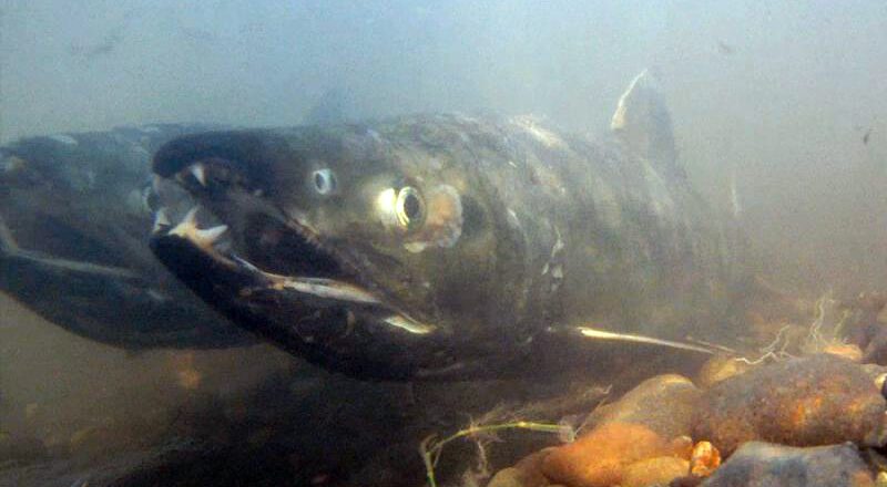 Disaster Determined in 2020 Puget Sound Fall Chum Salmon Fishery