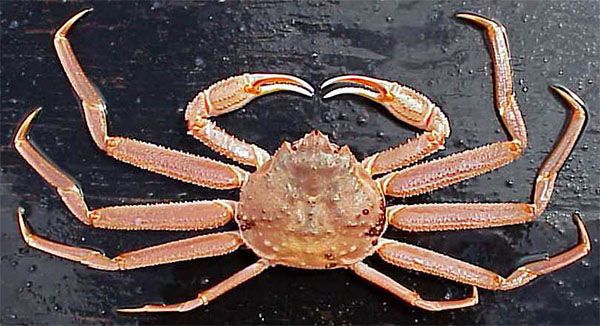 Tanner Crab Commercial Fishery Opens for Kodiak, South Alaska Peninsula