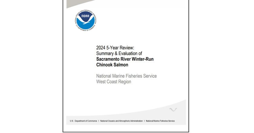 Sacramento River Winter-Run Chinook Salmon Remain Endangered, Review Finds