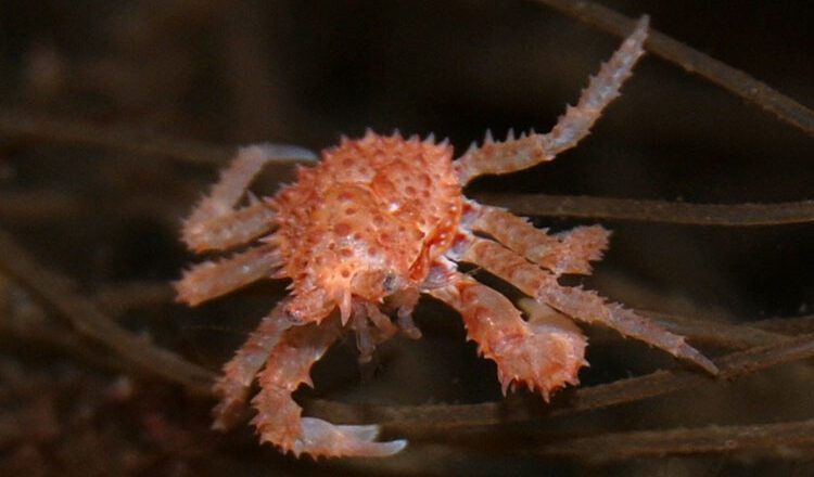 Enhancing Wild Red King Crab Populations  Through Hatchery-Rearing Programs