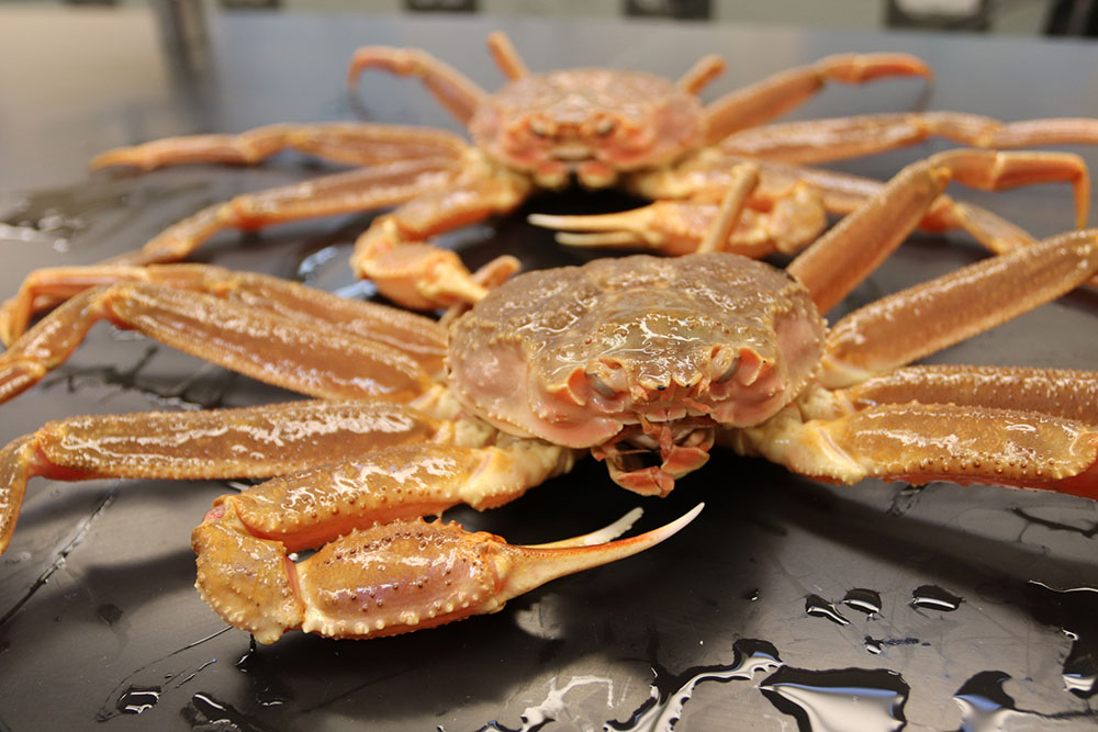 Study: Alaska Snow Crab Collapse Attributed to Starvation