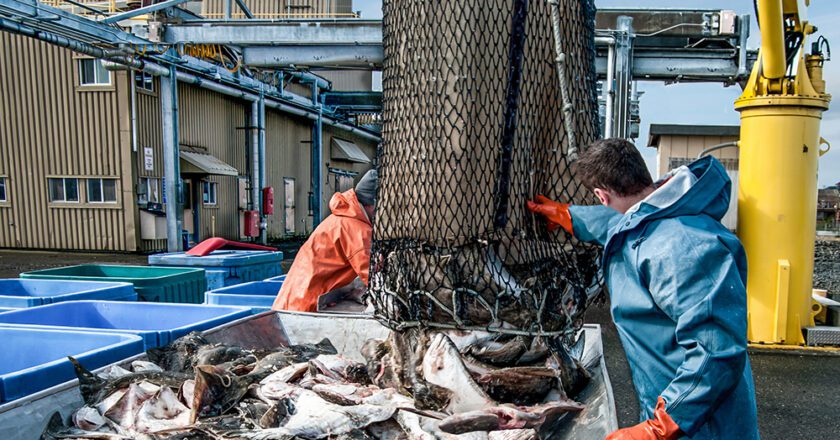 Market Forces Pull Alaska Seafood Processing Jobs Into a Downward Trajectory