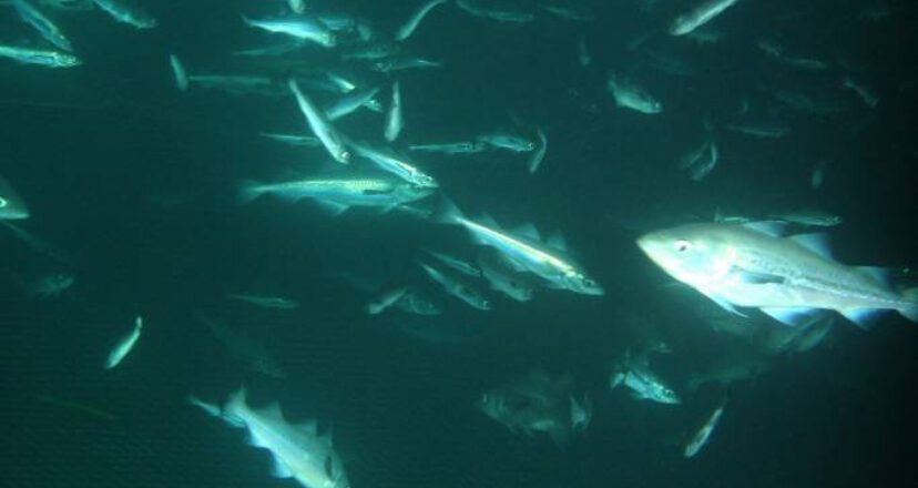 Alaska Trawl Harvesters Working to Expand Electronic Pelagic Pollock Fishery Monitoring