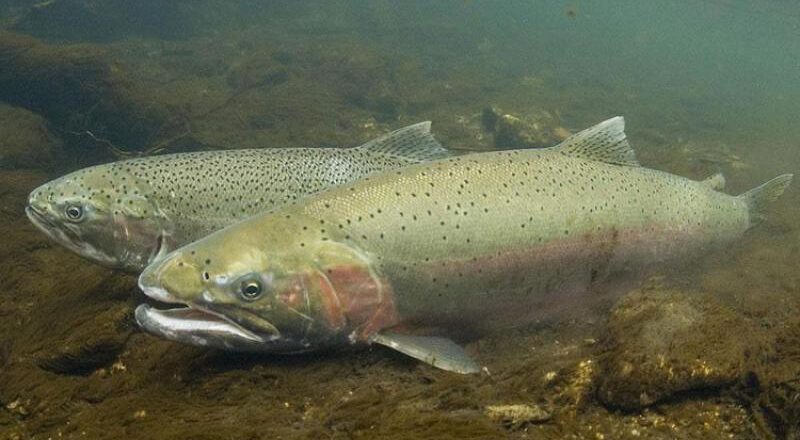 Northern California Steelhead Remain Threatened