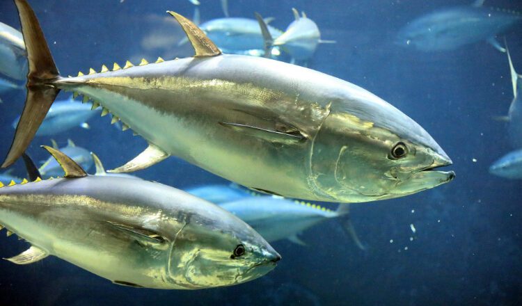 Stock Assessment: Pacific Bluefin Tuna Rebounds