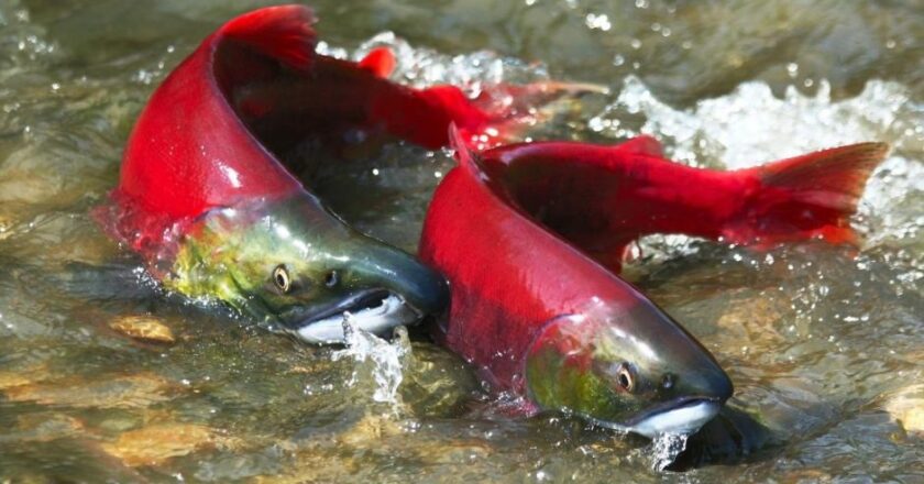 Bristol Bay 2025 Advisory Forecast Projects a 49.6M Salmon Run