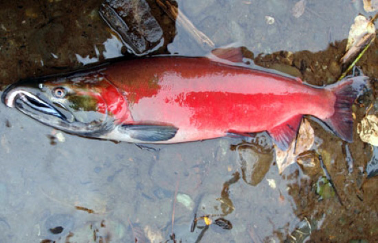 Alaska’s Coho Salmon Harvest Could Be a Record Low: Industry Observer