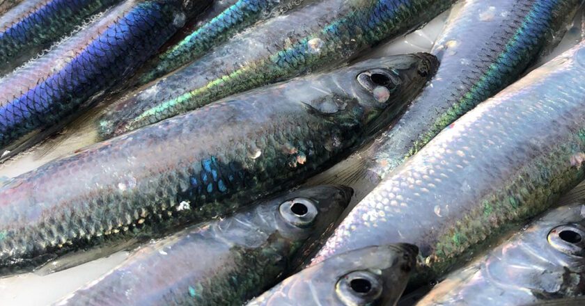 Prince William Sound Fishermen Get Herring Opener, Looking For Buyers