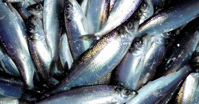 Once-Prized Togiak Herring Has No Buyers