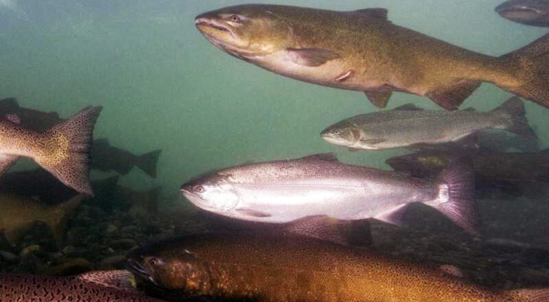 Chinook Salmon an Increasingly Popular Food Choice of Sharks