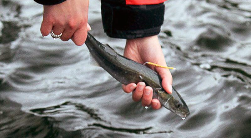 Juvenile Salmon Face Competition for Food in Northwest Waters